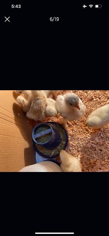 GOLDEN BUFF AND WHITE HEAVY BUFF CHICKS / COCHIN / BUFF COCHIN 6