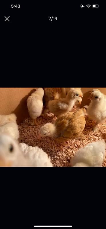 GOLDEN BUFF AND WHITE HEAVY BUFF CHICKS / COCHIN / BUFF COCHIN 7