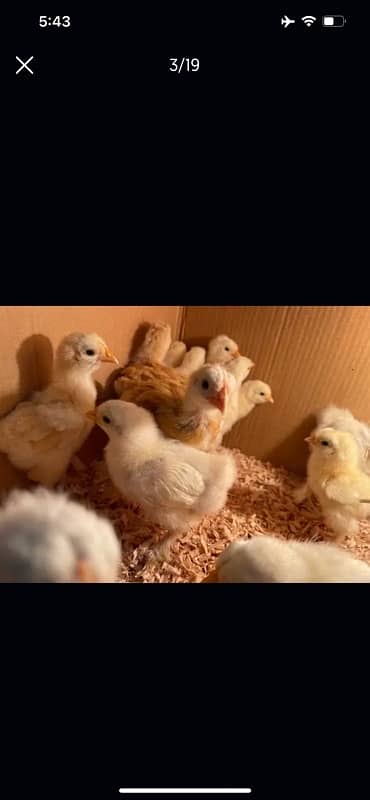 GOLDEN BUFF AND WHITE HEAVY BUFF CHICKS / COCHIN / BUFF COCHIN 8