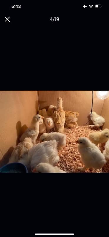 GOLDEN BUFF AND WHITE HEAVY BUFF CHICKS / COCHIN / BUFF COCHIN 9