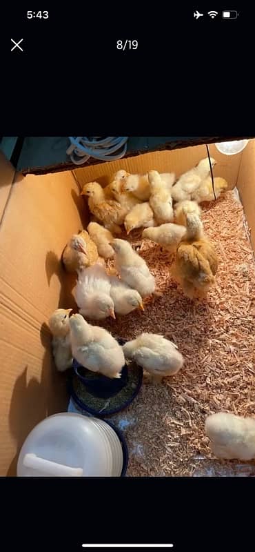 GOLDEN BUFF AND WHITE HEAVY BUFF CHICKS / COCHIN / BUFF COCHIN 11