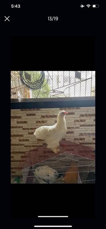 GOLDEN BUFF AND WHITE HEAVY BUFF CHICKS / COCHIN / BUFF COCHIN 13