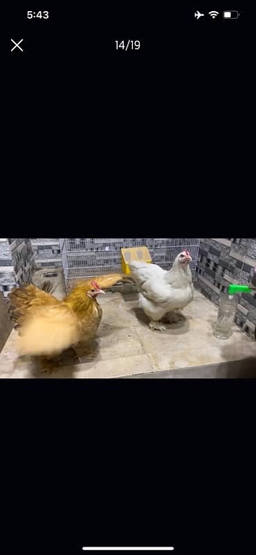 GOLDEN BUFF AND WHITE HEAVY BUFF CHICKS / COCHIN / BUFF COCHIN 14