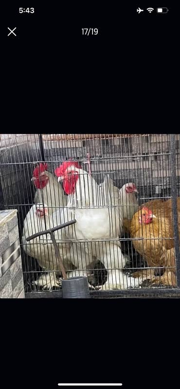 GOLDEN BUFF AND WHITE HEAVY BUFF CHICKS / COCHIN / BUFF COCHIN 15