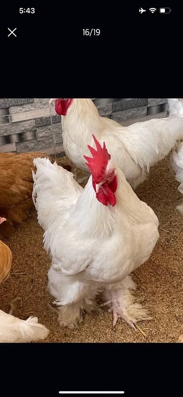 GOLDEN BUFF AND WHITE HEAVY BUFF CHICKS / COCHIN / BUFF COCHIN 16