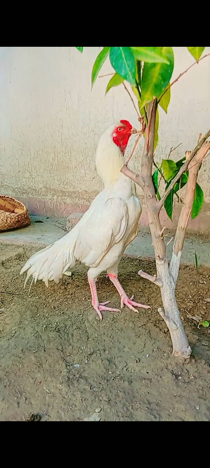 8months pure mianwali white  1