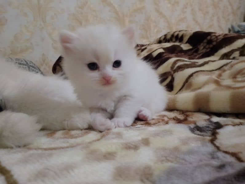 persian cats 2 female 1 male each 12000 0