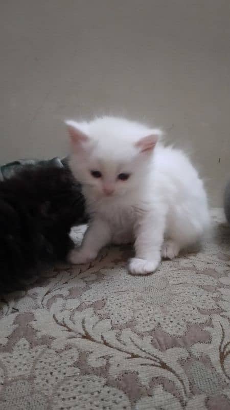 persian cats 2 female 1 male each 12000 2