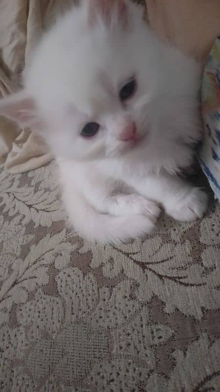 persian cats 2 female 1 male each 12000 3