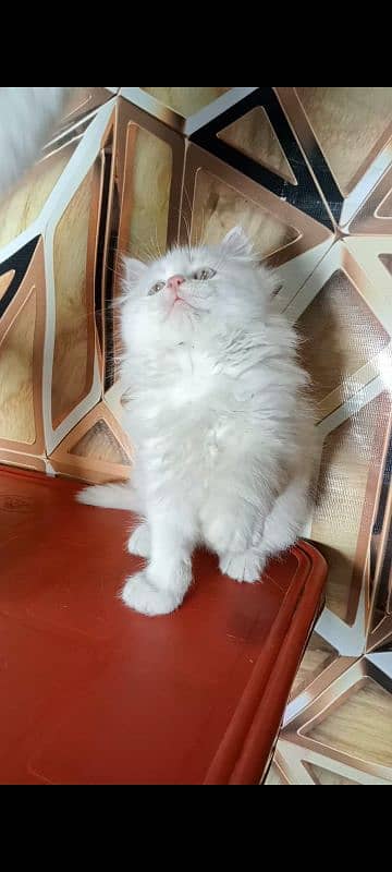 kitten persian cat baby 1