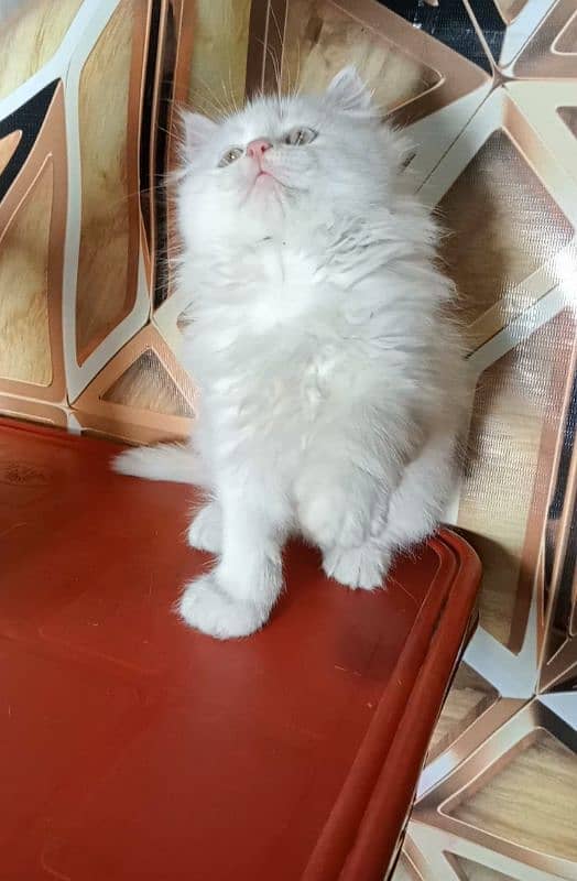 kitten persian cat baby 2