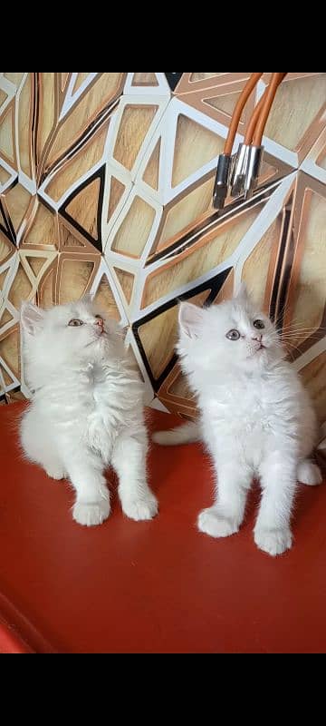 kitten persian cat baby 6