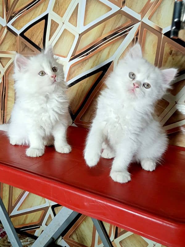 kitten persian cat baby 8