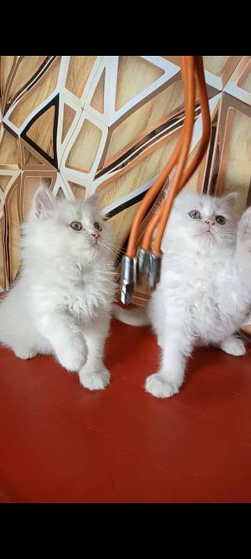 kitten persian cat baby 9