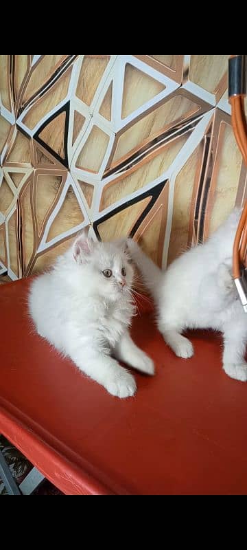 kitten persian cat baby 10