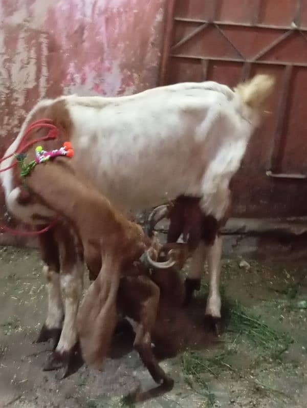 dud wali bakri Bache k 7 urgent sale 4