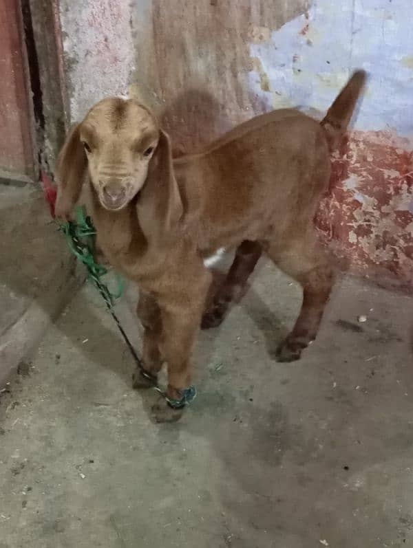 dud wali bakri Bache k 7 urgent sale 7