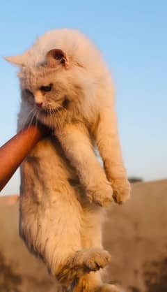 Persian cats one kitten pair and one big female