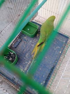 Green parrot