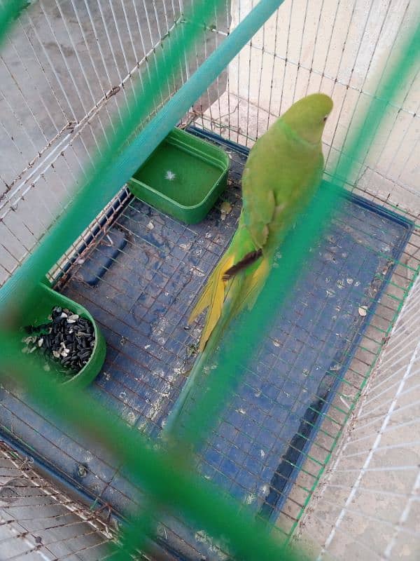 Green parrot 0