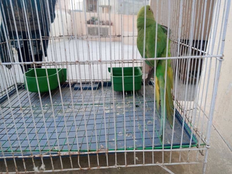 Green parrot 1