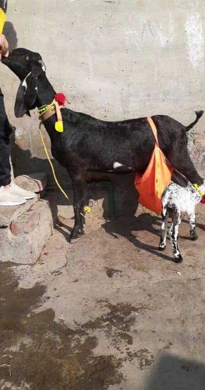 female goat with male baby 1