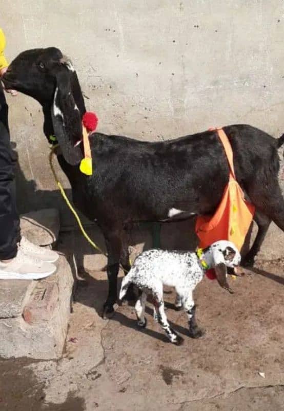 female goat with male baby 2