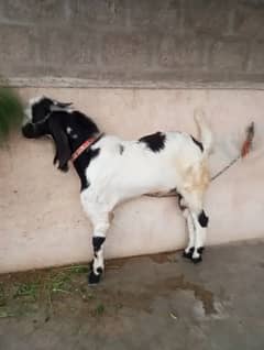 Bakra for sale