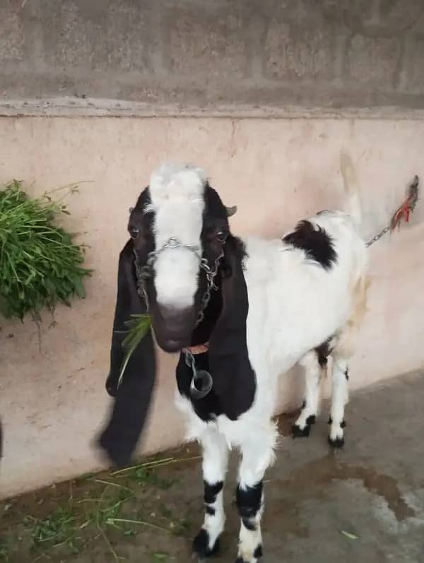 Bakra for sale 1