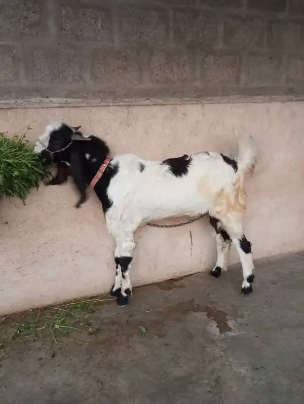 Bakra for sale 2