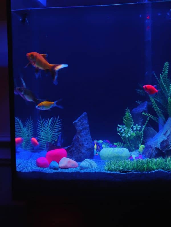 Aquarium for sale with All setup 0