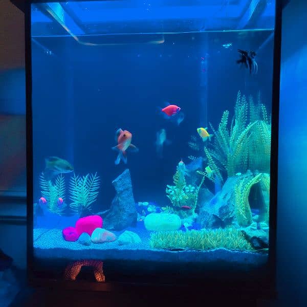 Aquarium for sale with All setup 2