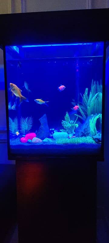 Aquarium for sale with All setup 3