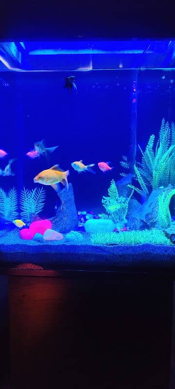 Aquarium for sale with All setup 4