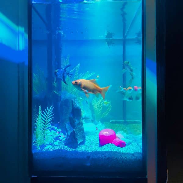 Aquarium for sale with All setup 5