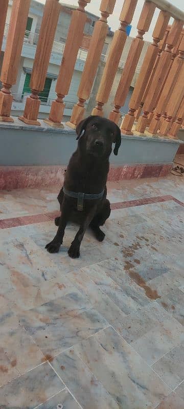 Labrador Female puppy Exchange Possible 0