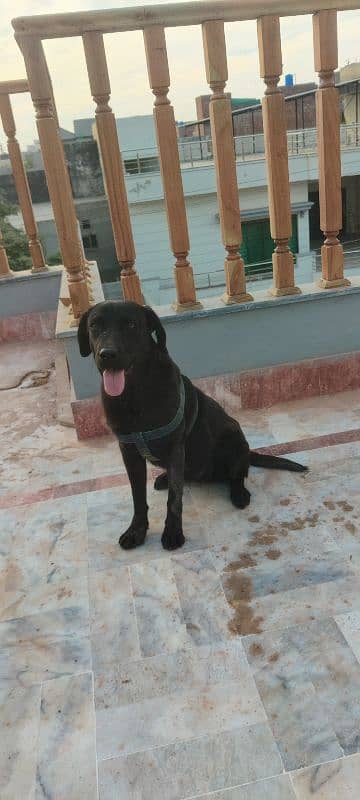 Labrador Female puppy Exchange Possible 1