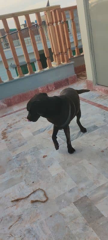 Labrador Female puppy Exchange Possible 6