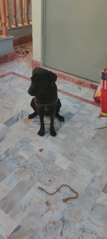 Labrador Female puppy Exchange Possible 10