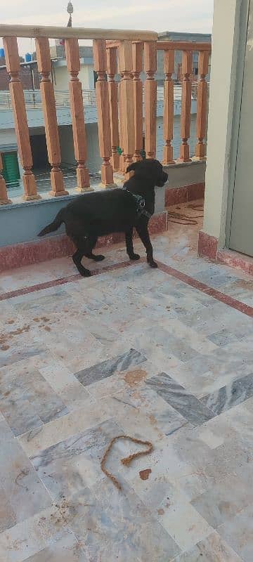 Labrador Female puppy Exchange Possible 11