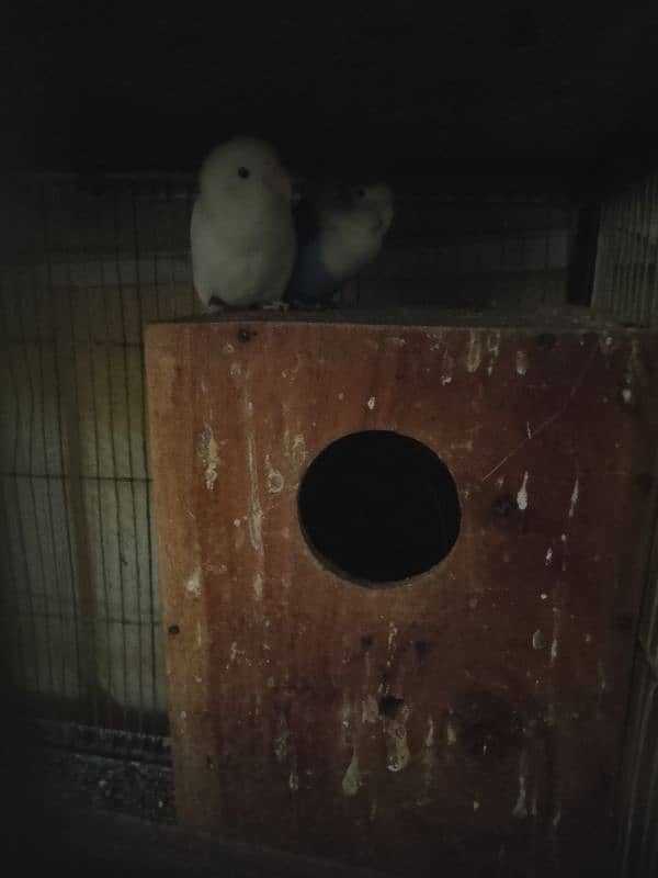 4 Portion Cage with Parrots for Sale. Urgent!!! 8