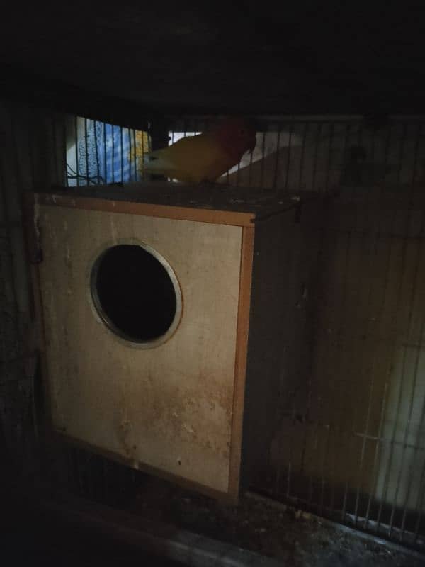 4 Portion Cage with Parrots for Sale. Urgent!!! 11