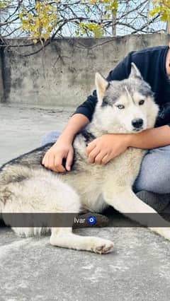 Siberian husky male