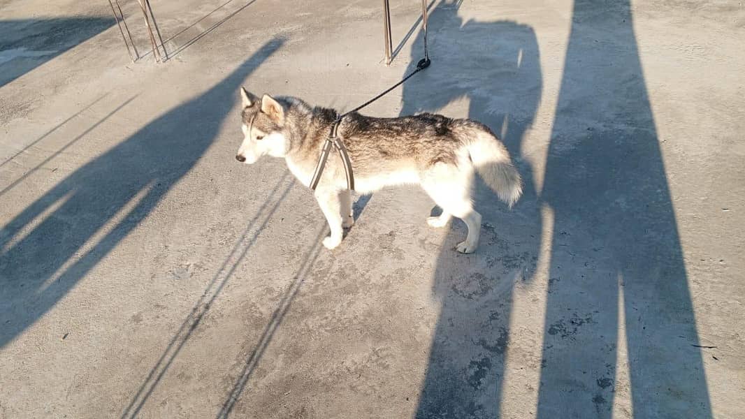 Siberian husky male 2