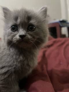 Grey Persian cat