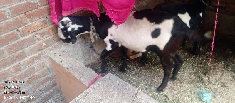 Goat for sale h aik kie age 2year h or aik kie 8 months h 2