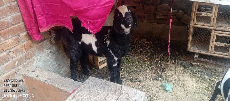 Goat for sale h aik kie age 2year h or aik kie 8 months h 4