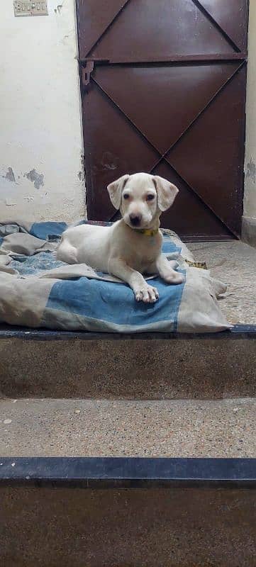 2 months labrador puppy 3