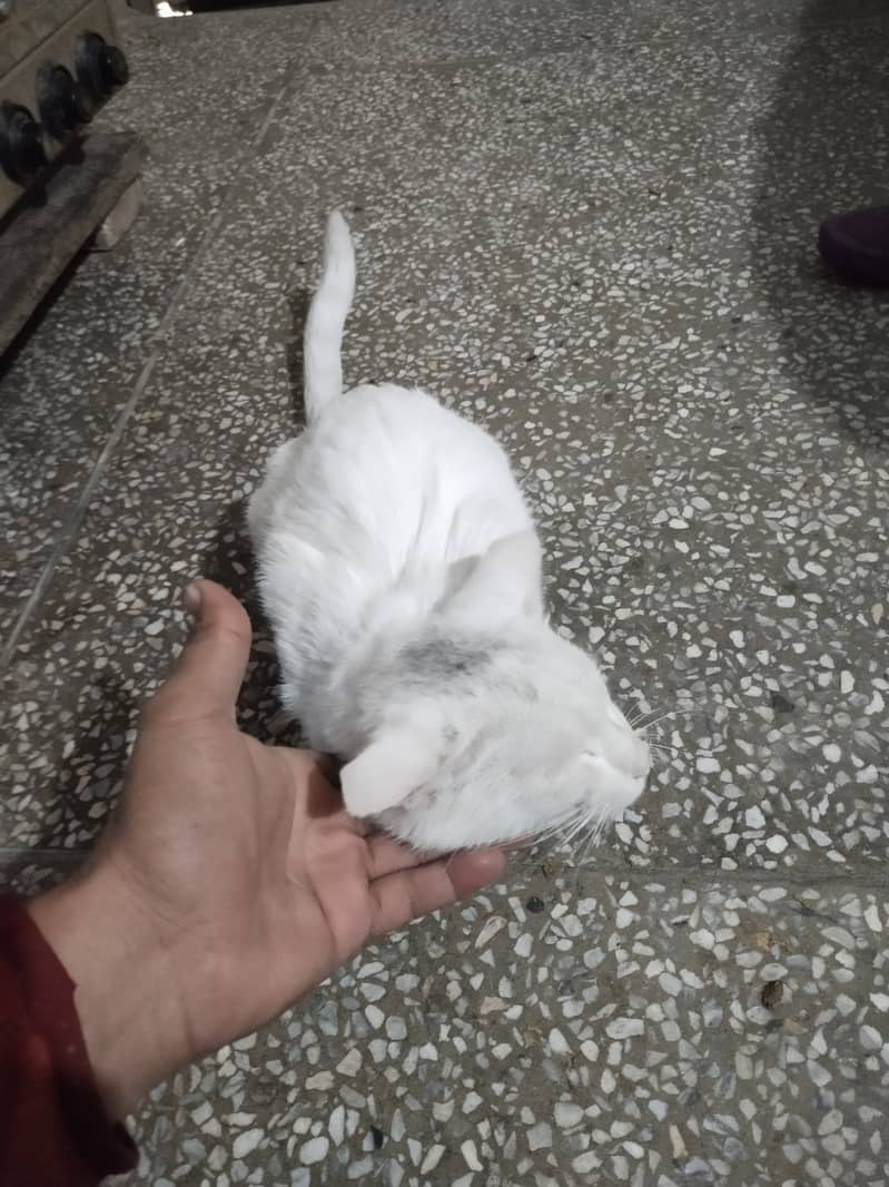 Male cat Very quit 2