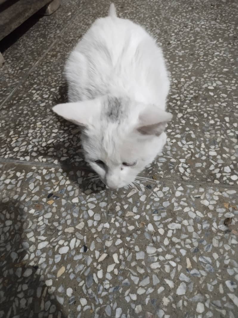 Male cat Very quit 3